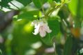 Araujia sericifera sericifera